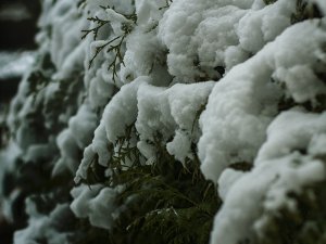 Winter schnee ossicamp
